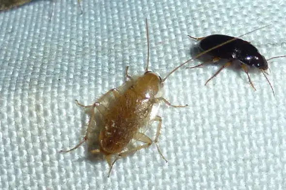 - (Insekten, Insektenbestimmung, ungeziefer-in-wohnung)