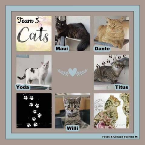 - (Katze, Kater, Tiermedizin)