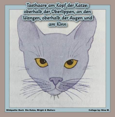 - (Katze, Katzenjunges, Tiermedizin)