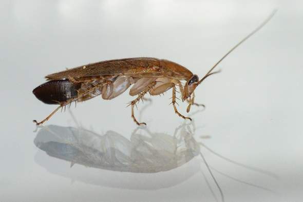 - (Biologie, Insekten, Allgemeinwissen)