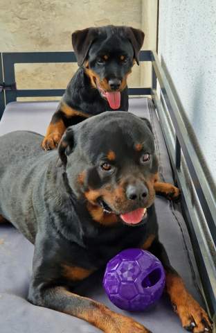 - (Hund, Katze, Pferd)