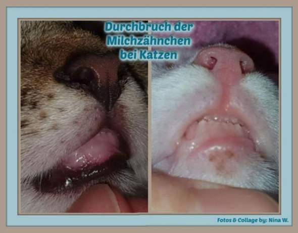 - (Katze, Tiermedizin, Hauskatze)