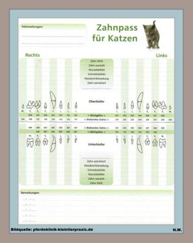- (Katze, Tiermedizin, Hauskatze)