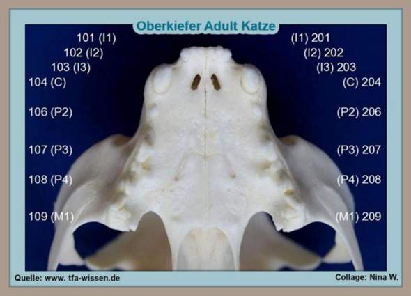 - (Katze, Tiermedizin, Hauskatze)