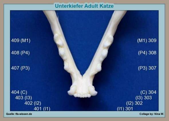 - (Katze, Tiermedizin, Hauskatze)