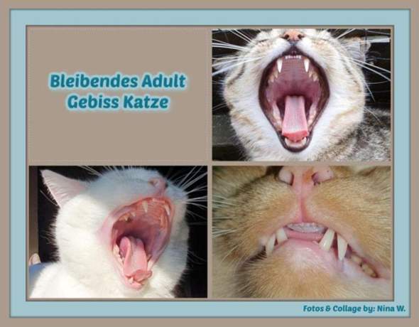 - (Katze, Tiermedizin, Hauskatze)