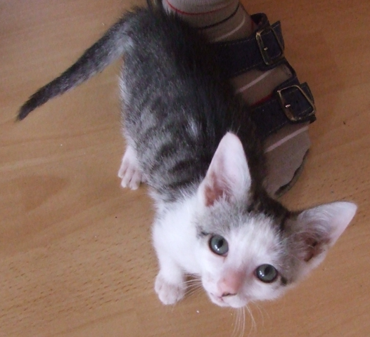 - (Katze, Name, Katzenjunges)