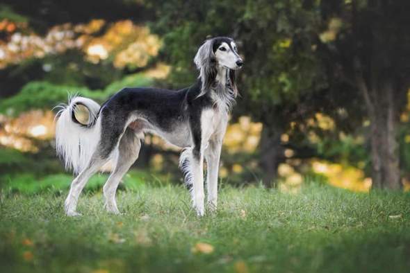 - (Rasse, Hunderasse, Schäferhund)