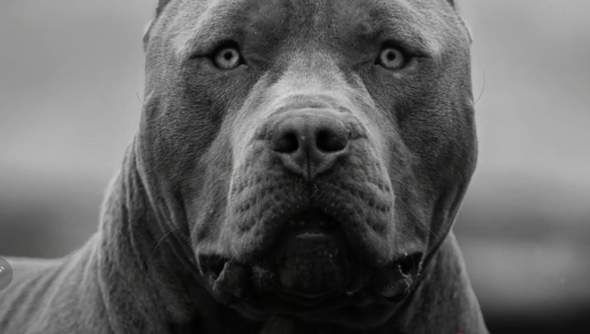 - (Tiere, Natur, Alltag)