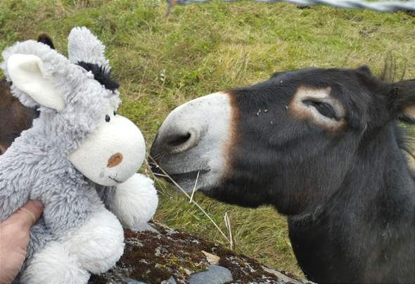 - (Liebe, Tiere, Penis)