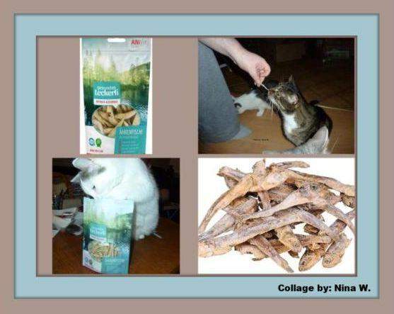 - (Ernährung, Hund, Katze)