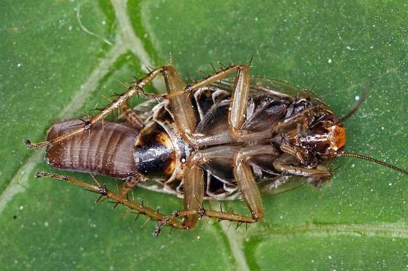 - (Küche, Insekten, Schädlinge)