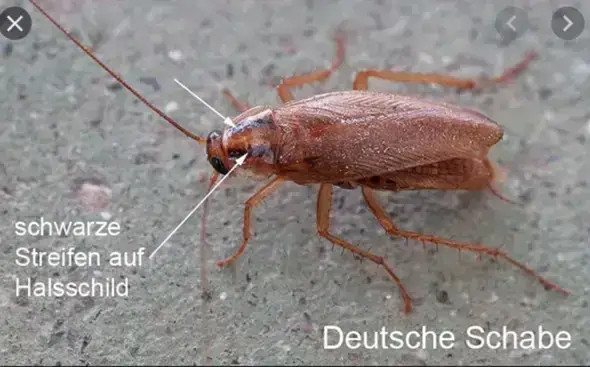 - (Insekten, Schädlinge, Ungeziefer)
