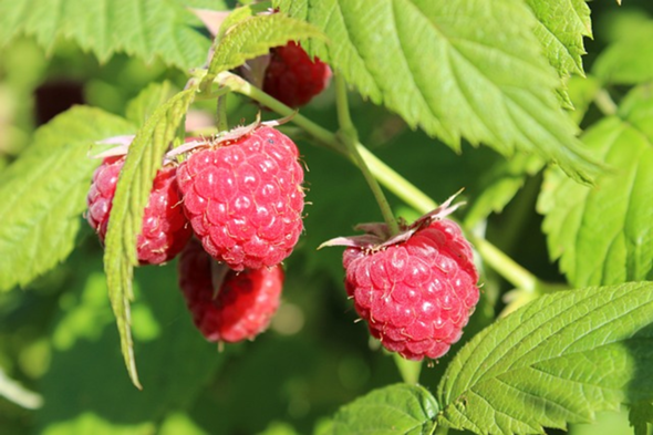 - (Pflanzen, Geschmack, Obst)