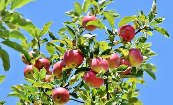 - (Pflanzen, Geschmack, Obst)