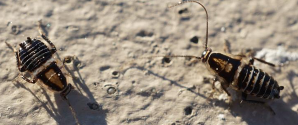 - (Insekten, Schädlinge, Ungeziefer)
