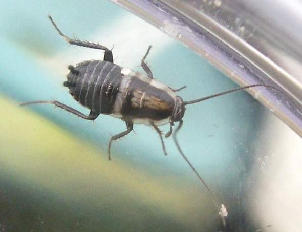 - (Insekten, Schädlinge, Ungeziefer)