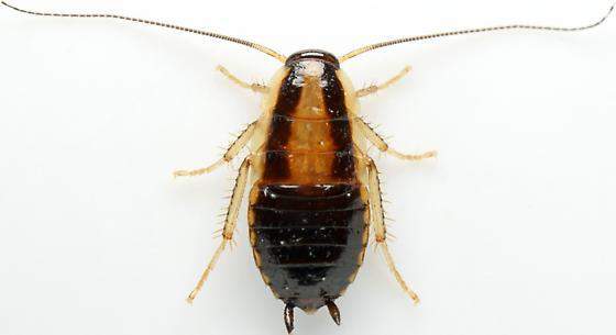 - (Insekten, Schädlinge, Ungeziefer)