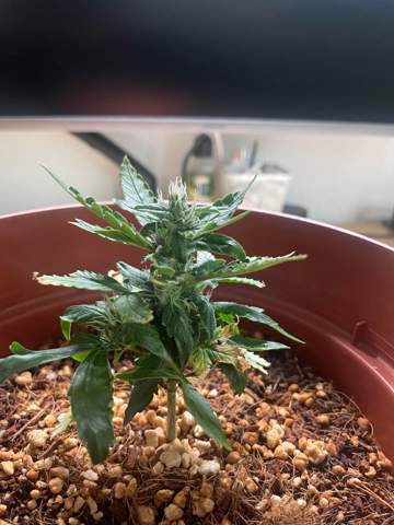 - (Cannabis, toppen)