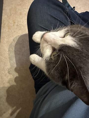 - (Tierarzt, Kater, Tierhaltung)
