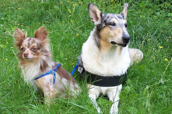 - (Tierhaltung, Welpen, Hundeerziehung)