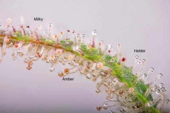 - (Cannabis, Gras, Anbau)