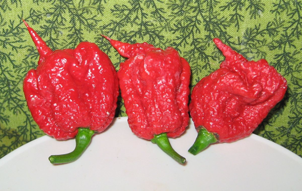 - (scharf, Chili)