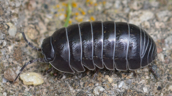 - (Insekten, Schädlinge, Ungeziefer)