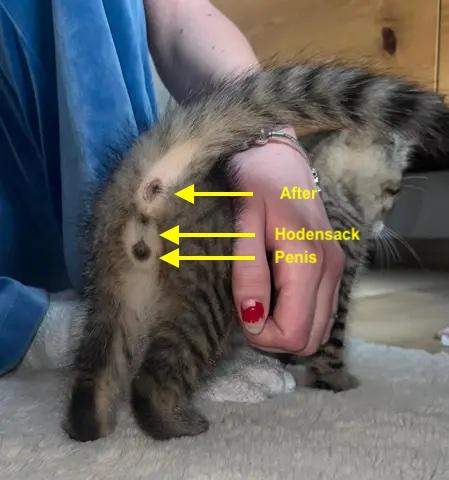 - (Kater, Katzenjunges, Hauskatze)