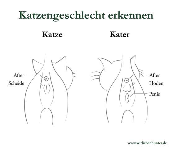 - (Kater, Katzenjunges, Hauskatze)