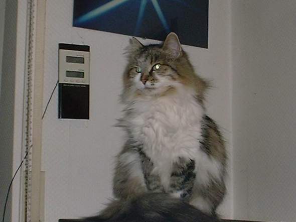 - (Katze, Trauer, Hauskatze)