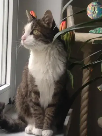 - (Katze, Trauer, Hauskatze)
