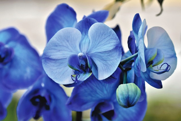 - (Liebe, Lieblingsfarbe)