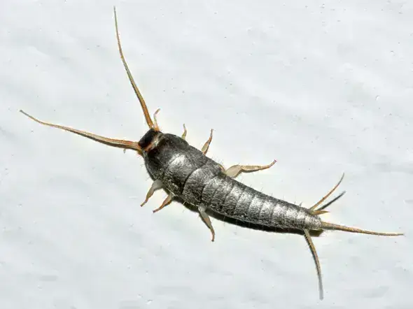 - (Schädlingsbekämpfung, Insektenbestimmung, Ungezieferbekämpfung)