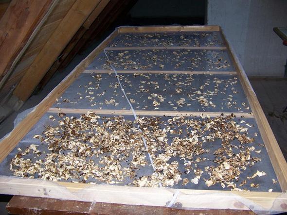 Holzrahmen Pilze trocknen - (Pilze, Pilze richtig trocknen)