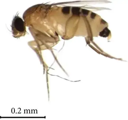 - (Insekten, Ungeziefer)