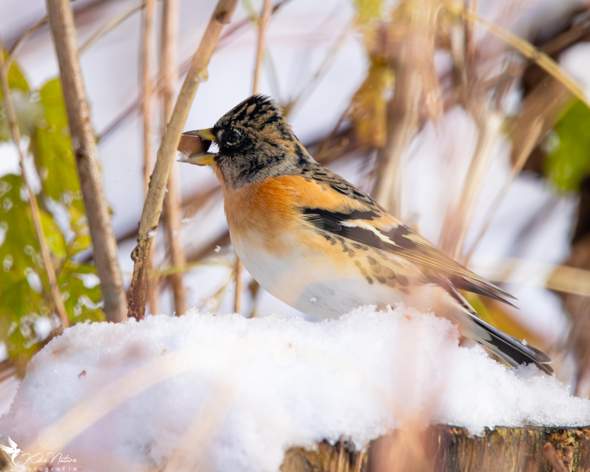- (Biologie, Natur, Winter)