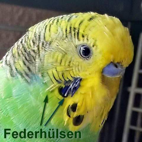 - (Krankheit, Tierarzt, Wellensittich)