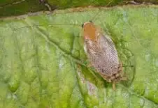 - (Küche, Insekten, Schädlinge)