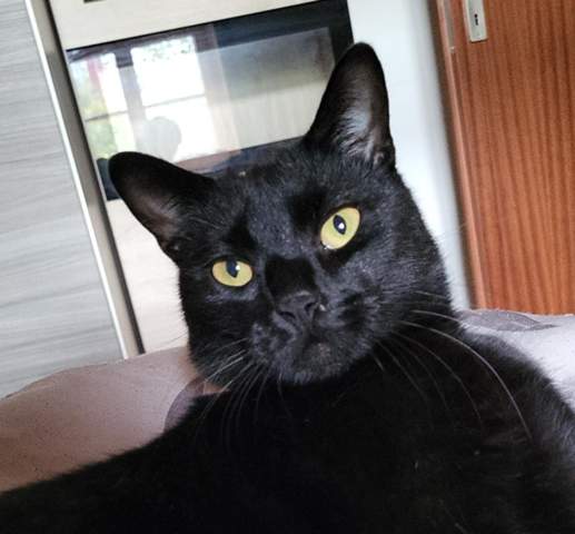 - (Tiere, Tierhaltung)