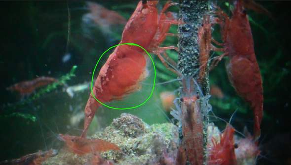 - (Wasser, Aquarium, Garnelen)