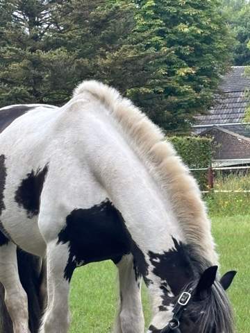 - (Pony, Pferdepflege, Mähne)