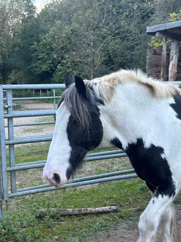 - (Pony, Pferdepflege, Mähne)