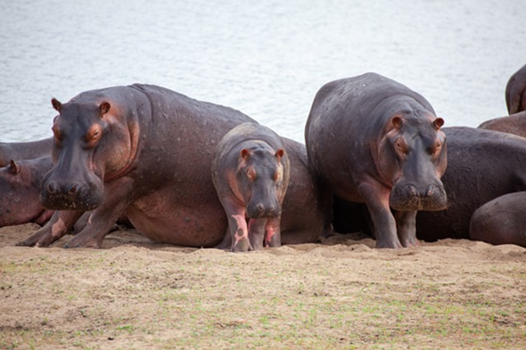 - (Tiere, Tierhaltung)