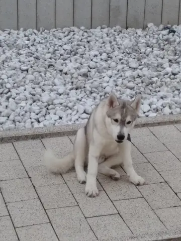- (Tiere, Tierhaltung)