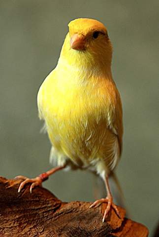 - (Gesundheit, Futter, Kanarienvogel)