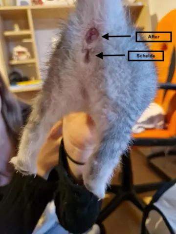 - (Katze, Kater, Katzenjunges)