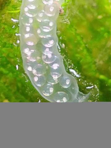 - (Wasser, Aquarium, Eier)