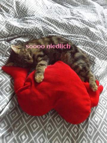 - (Psychologie, Katzenverhalten, miauen)