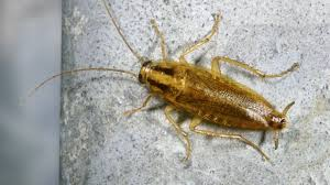 - (Insekten, Schädlinge, Ungeziefer)